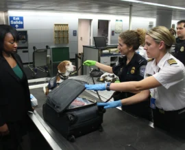 Customs officers with a detection dog inspecting a traveler’s carry-on bag at an airport checkpoint