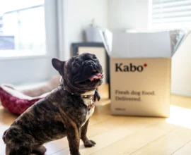 brindle French Bulldog sitting by fresh dog food delivery box in bright room