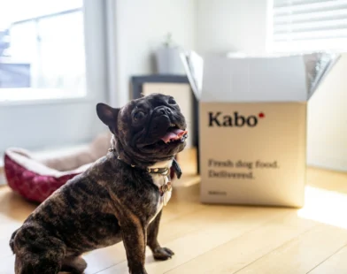 brindle French Bulldog sitting by fresh dog food delivery box in bright room