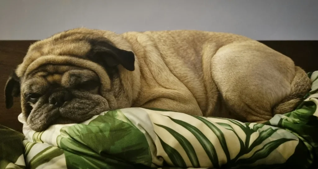 A mellow nap scene to illustrate senior-friendly bedding, warmth, and quiet spaces. Consult your vet about pain or restlessness.