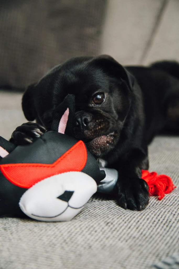 Black, short-snouted dog cuddling a cartoon plush toy on a sofa