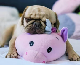 Fawn, wrinkly dog napping on a pink unicorn pillow