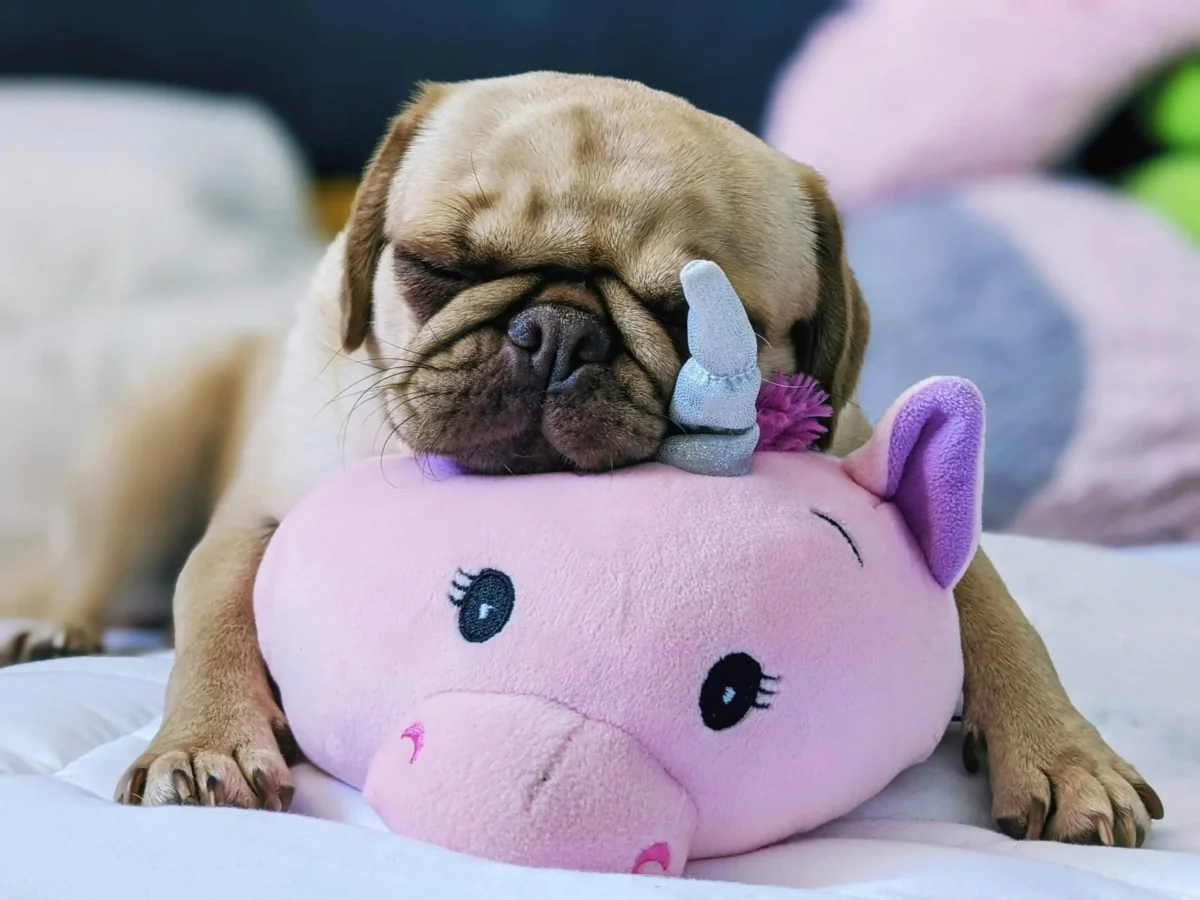Fawn, wrinkly dog napping on a pink unicorn pillow