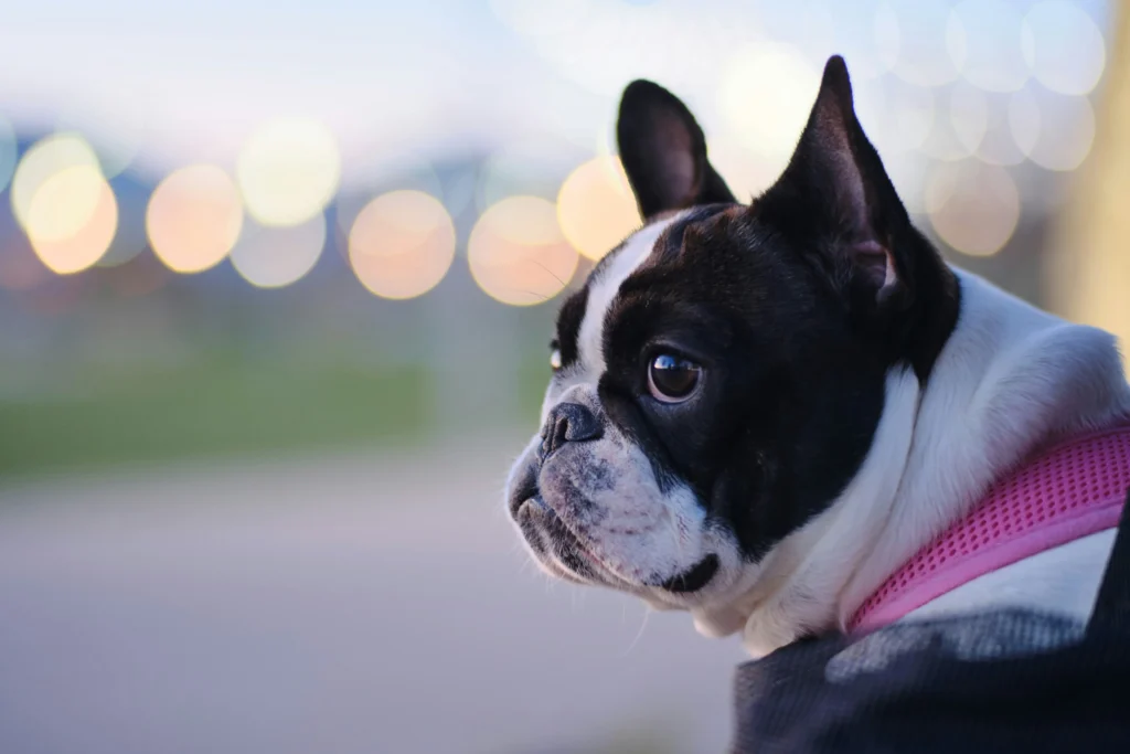 Dusk portrait of a Frenchie in a breathable harness—ideal for posts on fit checks, reflective gear, short walk durations, and keeping brachycephalic dogs cool.