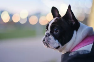Dusk portrait of a Frenchie in a breathable harness—ideal for posts on fit checks, reflective gear, short walk durations, and keeping brachycephalic dogs cool.