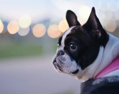 Dusk portrait of a Frenchie in a breathable harness—ideal for posts on fit checks, reflective gear, short walk durations, and keeping brachycephalic dogs cool.