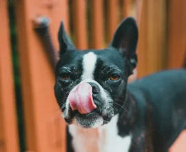 Black-and-white small dog with upright ears licking its nose on a wooden deck, close up.