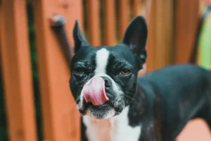 Black-and-white small dog with upright ears licking its nose on a wooden deck, close up.