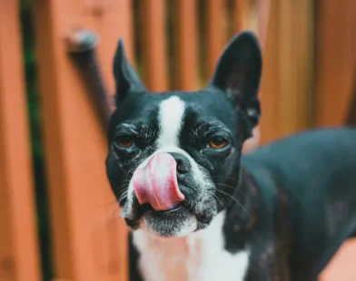 Black-and-white small dog with upright ears licking its nose on a wooden deck, close up.