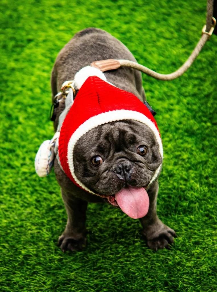 Black french bulldog on green turf, tongue out, wearing a red knit hood and leash while looking up toward the camera.