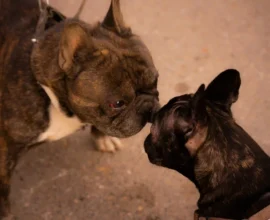 Two brindle French Bulldogs touching noses on a sidewalk, leashes attached; close view of wrinkled faces and perked ears.