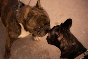 Two brindle French Bulldogs touching noses on a sidewalk, leashes attached; close view of wrinkled faces and perked ears.