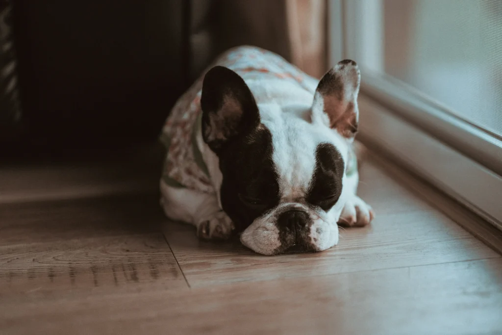 Cozy nap scene to illustrate quiet corners, slip-free surfaces, and breathable bedding to prevent overheating. If breathing seems labored, talk to your vet.