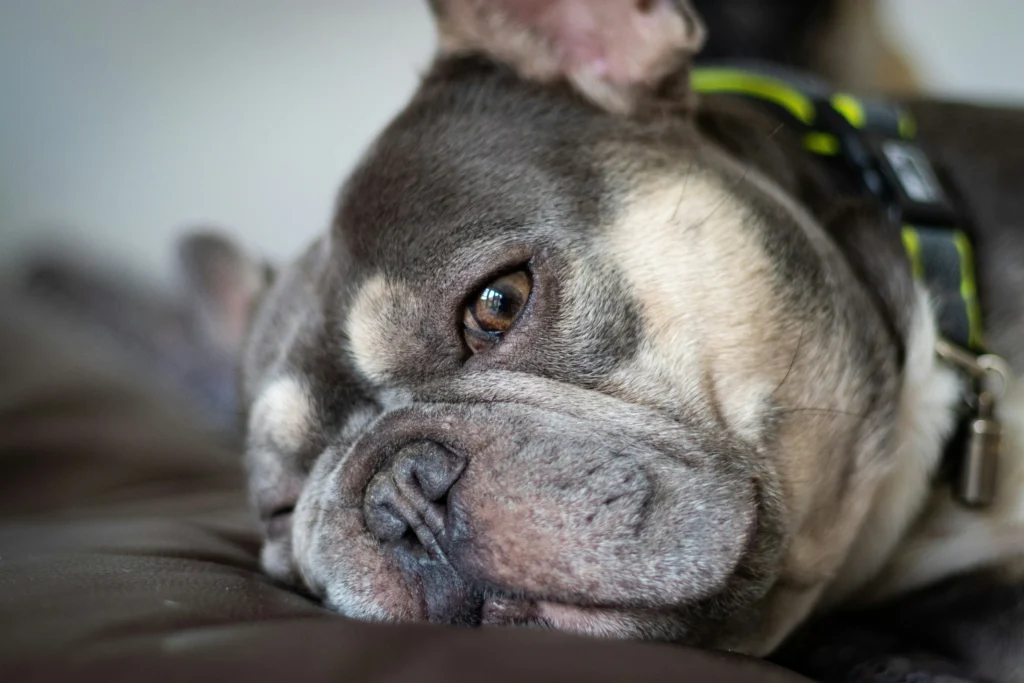 Soft close-up perfect for guides on orthopedic beds, low-impact routines, and monitoring stiffness or snoring—consult your vet for persistent symptoms.