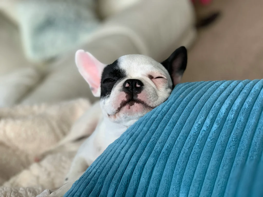 Adorable Frenchie pup dozing on a soft pillow; ideal for posts on puppy nap schedules and safe sleep surfaces.