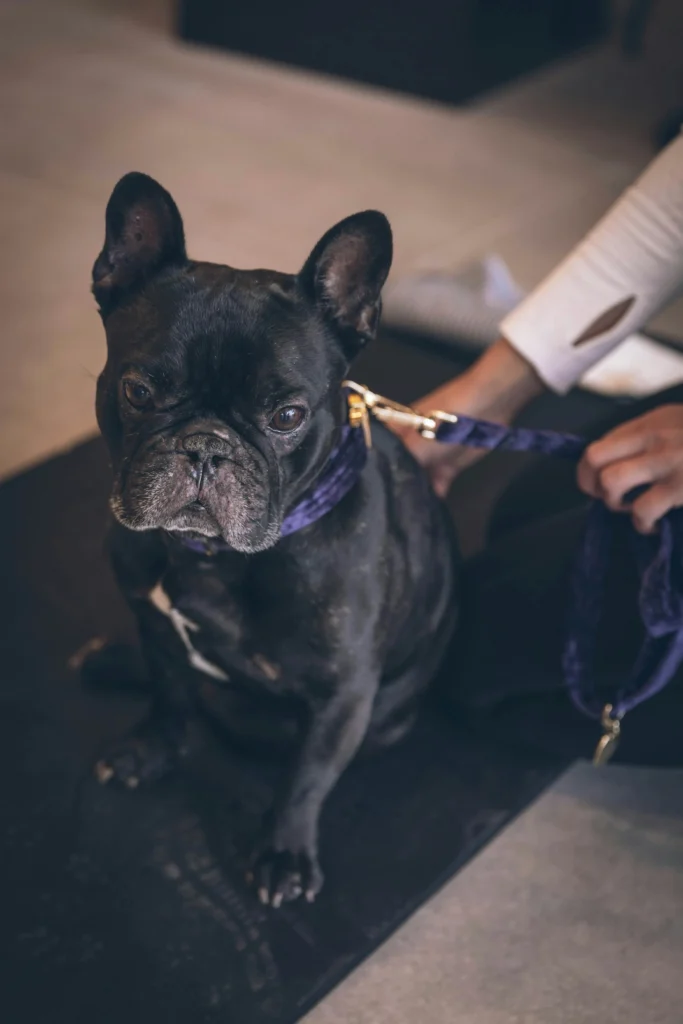 French bulldog sitting indoors while owner adjusts its purple leash.