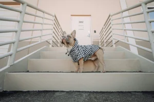 Fawn French bulldog on outdoor steps wearing a black-and-white check rain jacket, looking upward