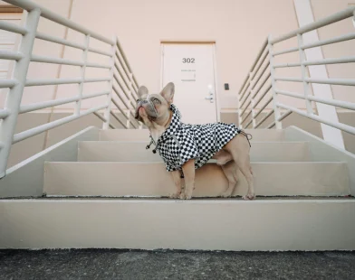 Fawn French bulldog on outdoor steps wearing a black-and-white check rain jacket, looking upward