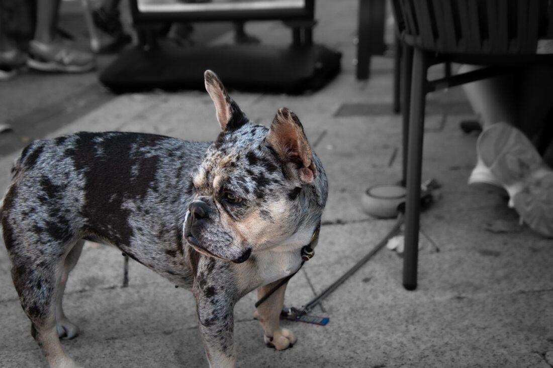 A close-up shot of a Blue Merle French Bulldog, highlighting its unique marbled fur and expressive eyes.