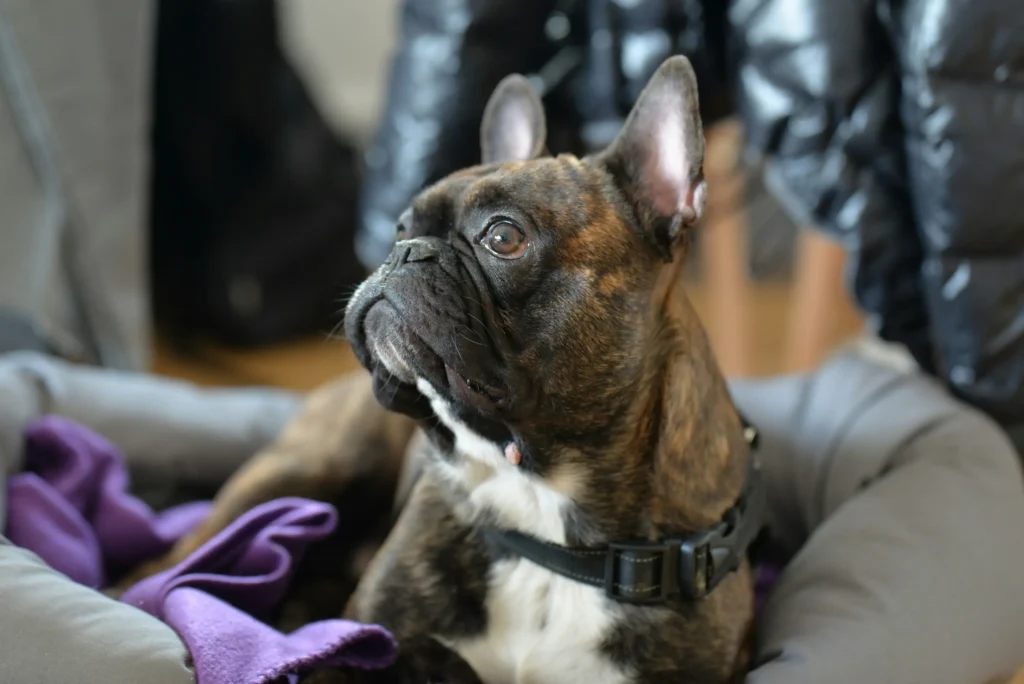 Brindle adult French bulldog lying in a cushioned bed with a purple blanket, wearing a black harness