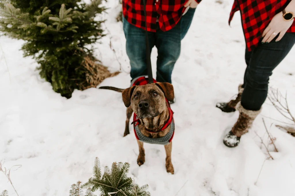 Brindle dog in a knit sweater on leash in snowy landscape with owners wearing red plaid