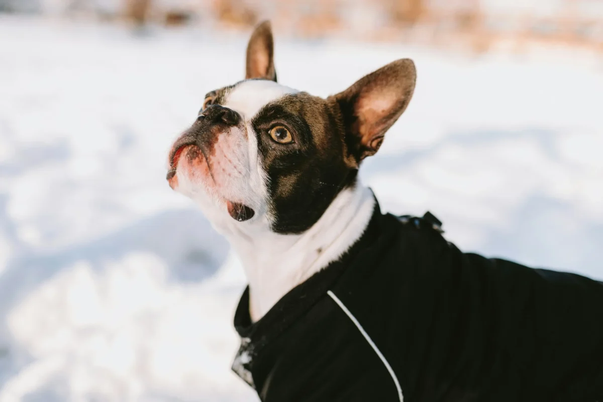 French Bulldog Winter Jacket: Fit, Warmth & Safety Tips