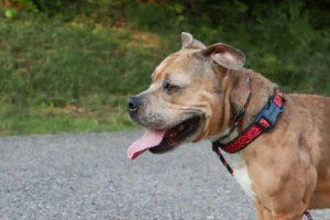 Dog with red patterned collar panting happily on a walk outdoors.