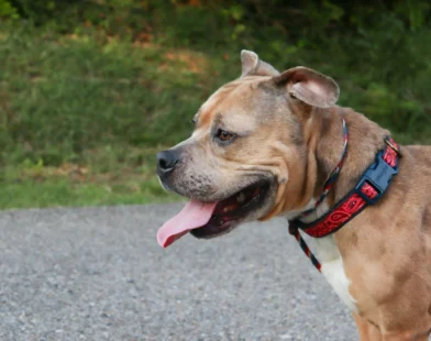 Dog with red patterned collar panting happily on a walk outdoors.