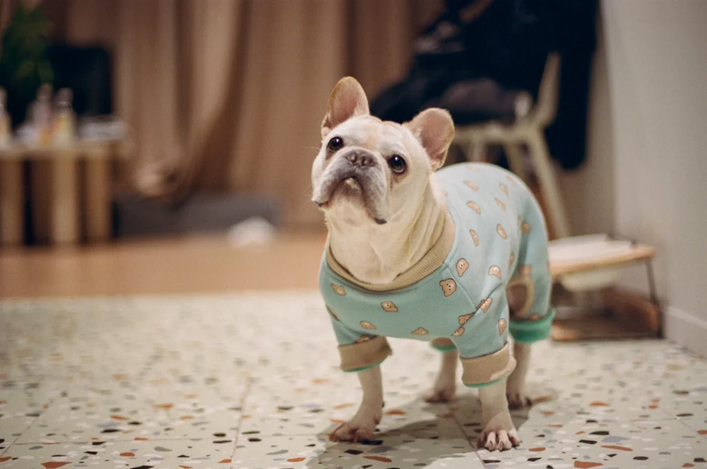 Cream French bulldog indoors wearing mint pajamas with a cute print, standing on a terrazzo floor