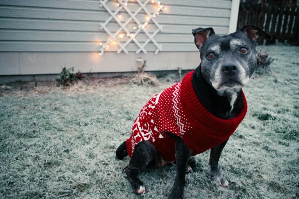 Dog wearing a red winter sweater sitting outside on frosty grass.