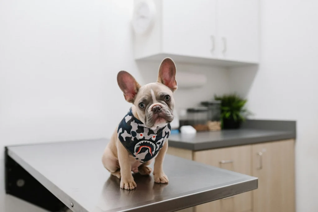 Young cream French bulldog sitting on a stainless vet table with a camo bandana