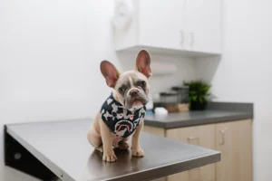 Young cream French bulldog sitting on a stainless vet table with a camo bandana