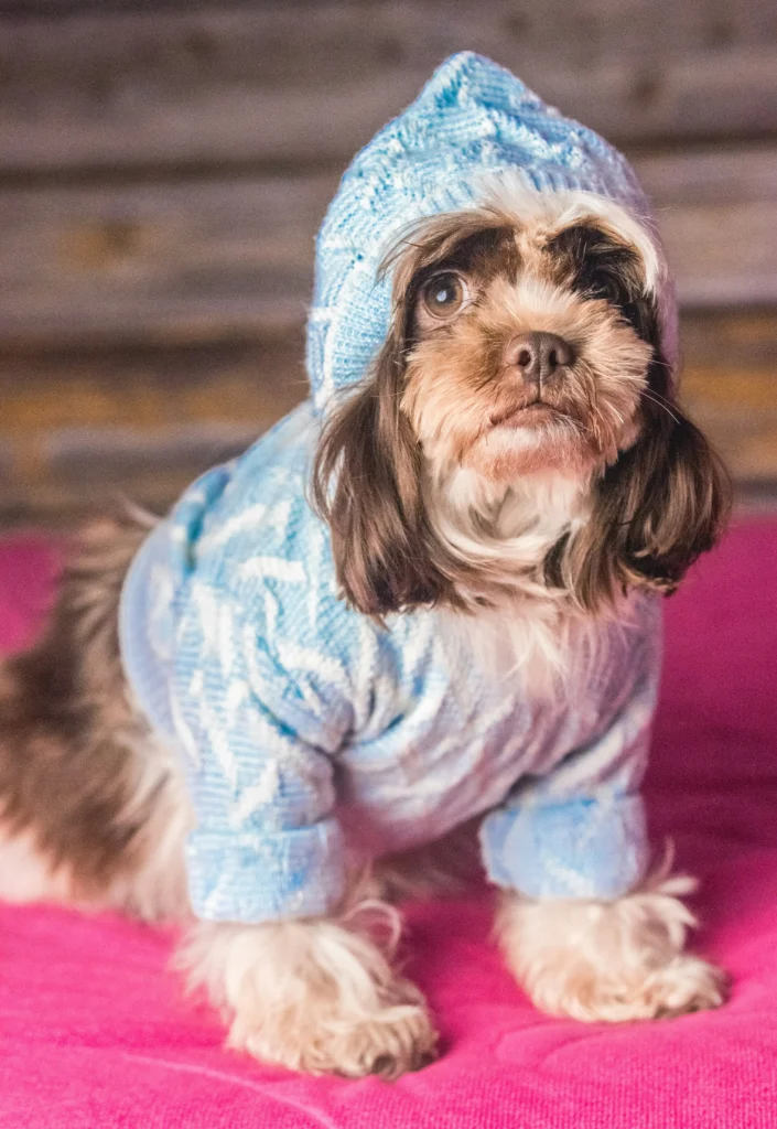 Small fluffy dog wearing a blue hooded sweater on a pink blanket.