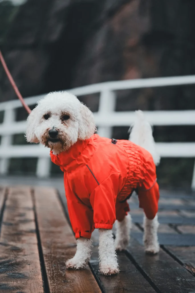 Pros and cons of full-body rainsuits—coverage, adjustable cuffs, and leash openings—plus when a lighter coat is enough. If your dog has skin or mobility concerns, ask your vet.