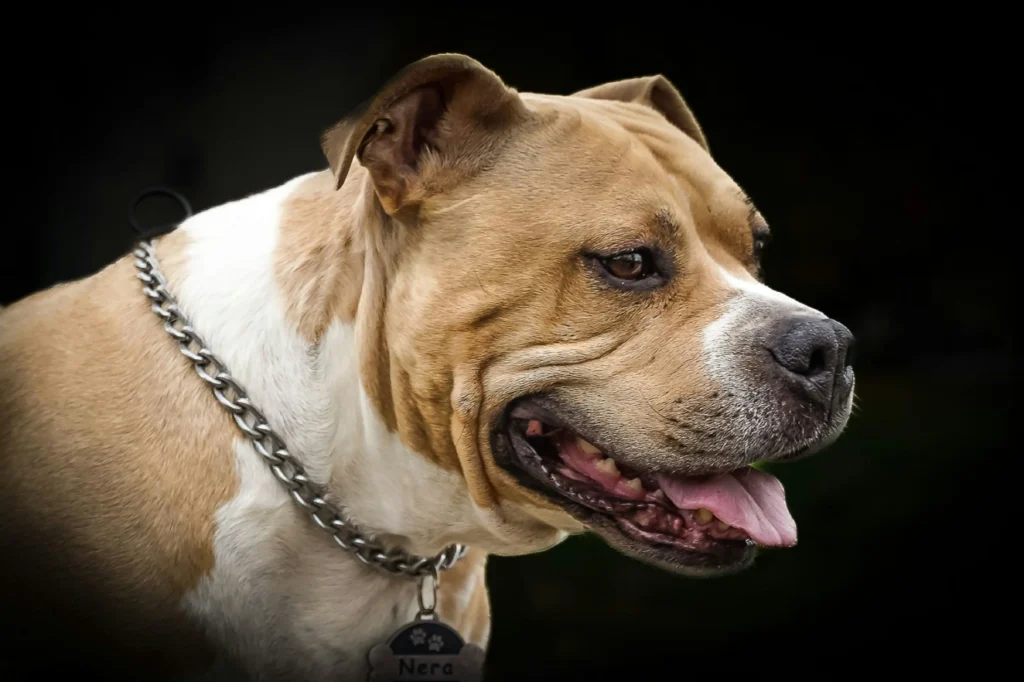 Side portrait of a strong, short-haired dog with a sturdy chain collar and ID tag—ideal visual for discussing durable tags, secure fittings, and pet safety.