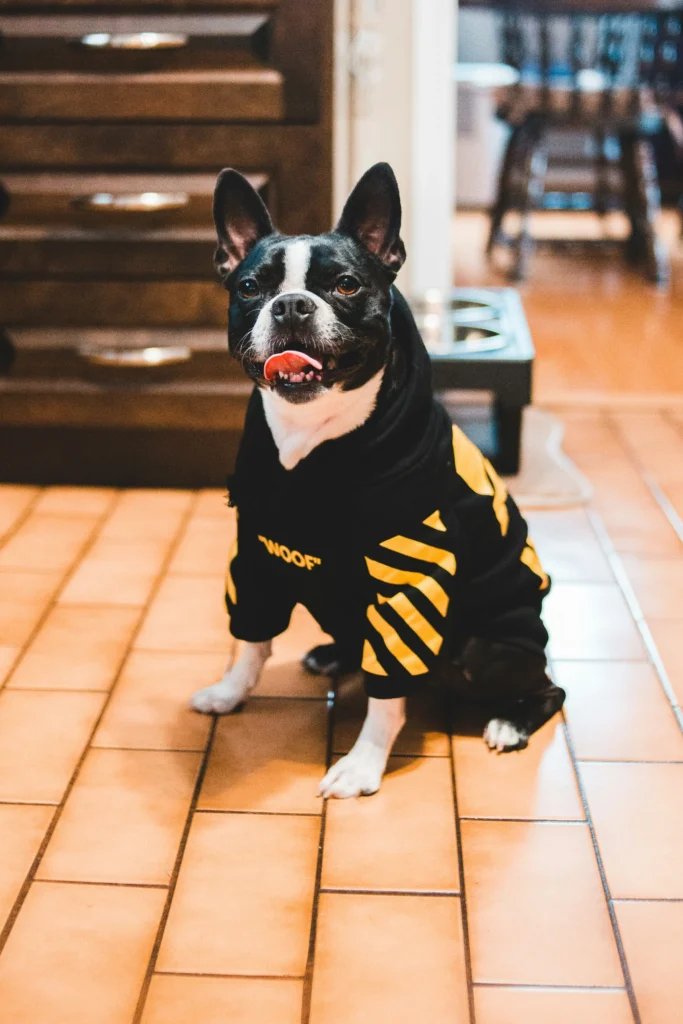 What to look for in Frenchie hoodies—stretch, belly coverage, and leash port placement—so your dog stays comfy and visible on city walks. For specific health needs, speak with your vet.