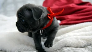 New Frenchie puppy snug on a blanket with a red ribbon; gentle tips on settling in, safe play, and routine. Choose ethical breeders or adopt—always ask your vet for guidance.