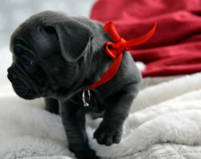 New Frenchie puppy snug on a blanket with a red ribbon; gentle tips on settling in, safe play, and routine. Choose ethical breeders or adopt—always ask your vet for guidance.