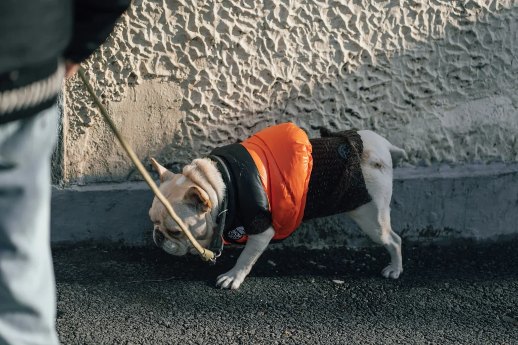 Cream French bulldog in an orange puffer jacket walking along a textured wall on a city sidewalk