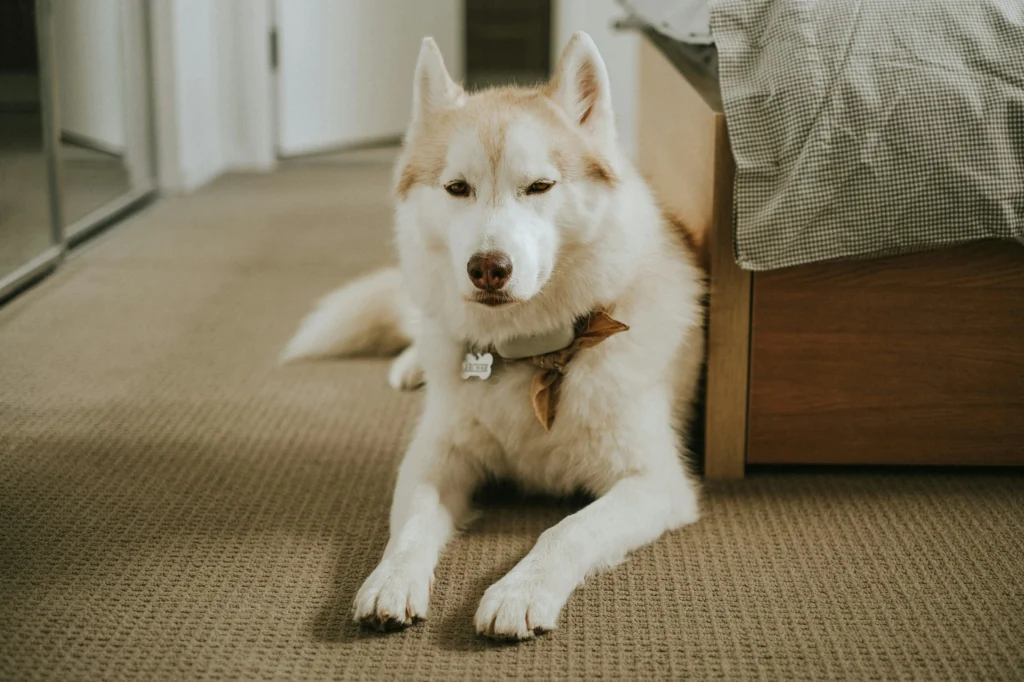 Calm husky-type dog relaxing by a bed with an engraved bone tag—useful for articles on everyday identification, comfortable collars, and home safety tips.