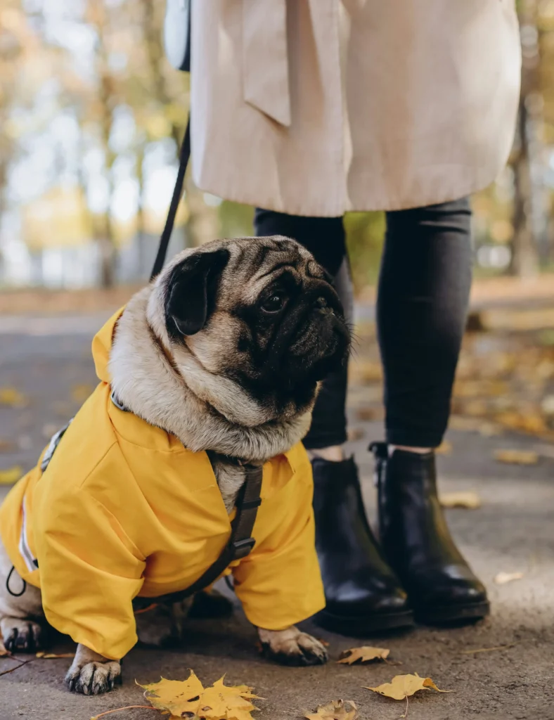 Best Raincoats for Short-Nosed Dogs: Fit & Comfort Tips