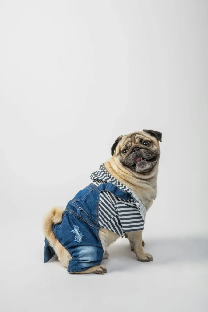 Pug wearing denim overalls and a striped hoodie, sitting and looking over shoulder on white background