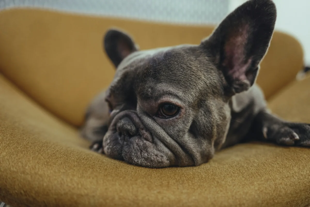 A Blue Merle French Bulldog resting on a chair indoors with a peaceful expression.