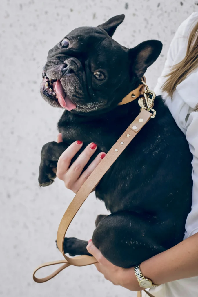 French bulldog in tan leather leash being carried by owner.