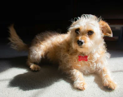 Close-up of a small terrier-mix wearing a red bone-shaped engraved dog tag—perfect for posts on pet ID safety, personalization ideas, and correct collar fit.