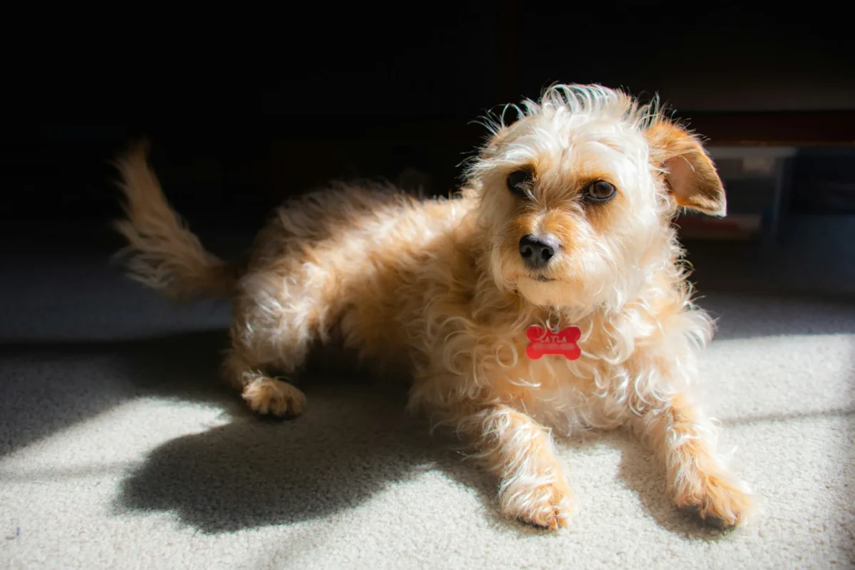 Close-up of a small terrier-mix wearing a red bone-shaped engraved dog tag—perfect for posts on pet ID safety, personalization ideas, and correct collar fit.