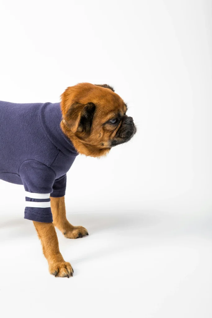 Small brown dog standing in a navy sweater with white arm stripes on a white studio background
