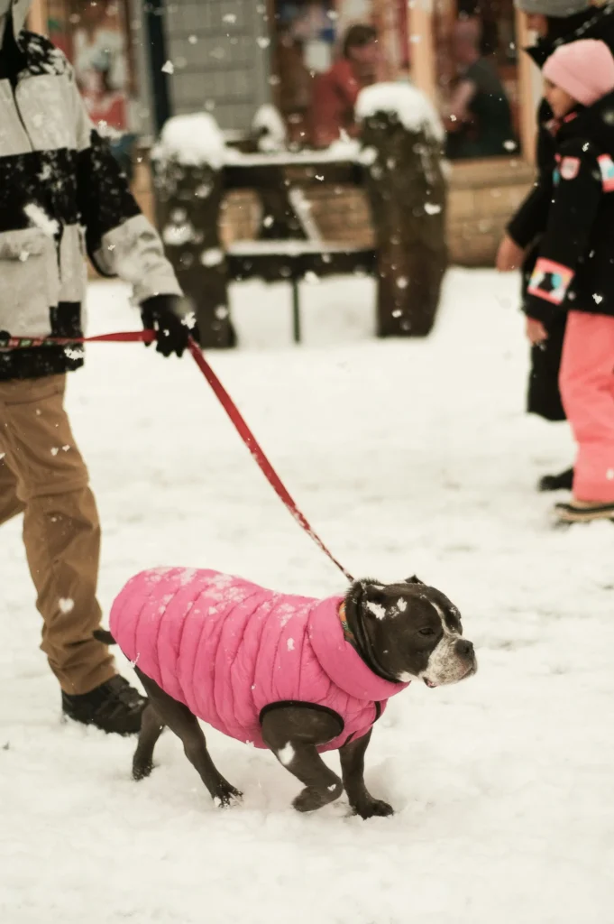 Stocky, gray short-nosed dog in a pink puffer walking on leash through falling snow.