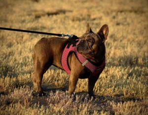 Discover durable and breathable harness options for French Bulldogs, designed for safe and comfortable walks in any season.