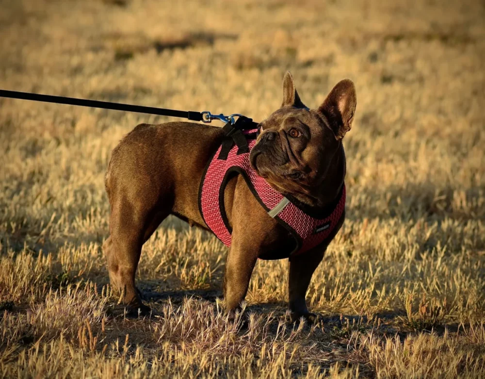 Discover durable and breathable harness options for French Bulldogs, designed for safe and comfortable walks in any season.